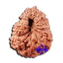 Load image into Gallery viewer, 18 Mukhi Rudraksha from Indonesia - Bead No. 235
