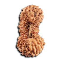 Load image into Gallery viewer, 23 Mukhi Rudraksha from Indonesia
