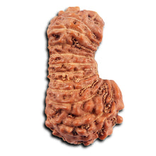 Load image into Gallery viewer, 23 Mukhi Rudraksha from Indonesia
