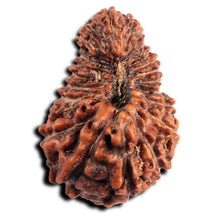 Load image into Gallery viewer, 23 Mukhi Rudraksha from Indonesia
