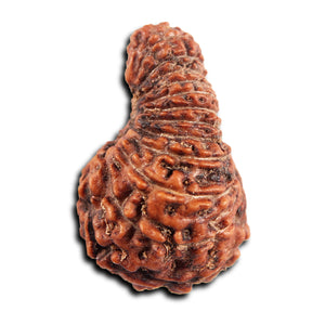 23 Mukhi Rudraksha from Indonesia