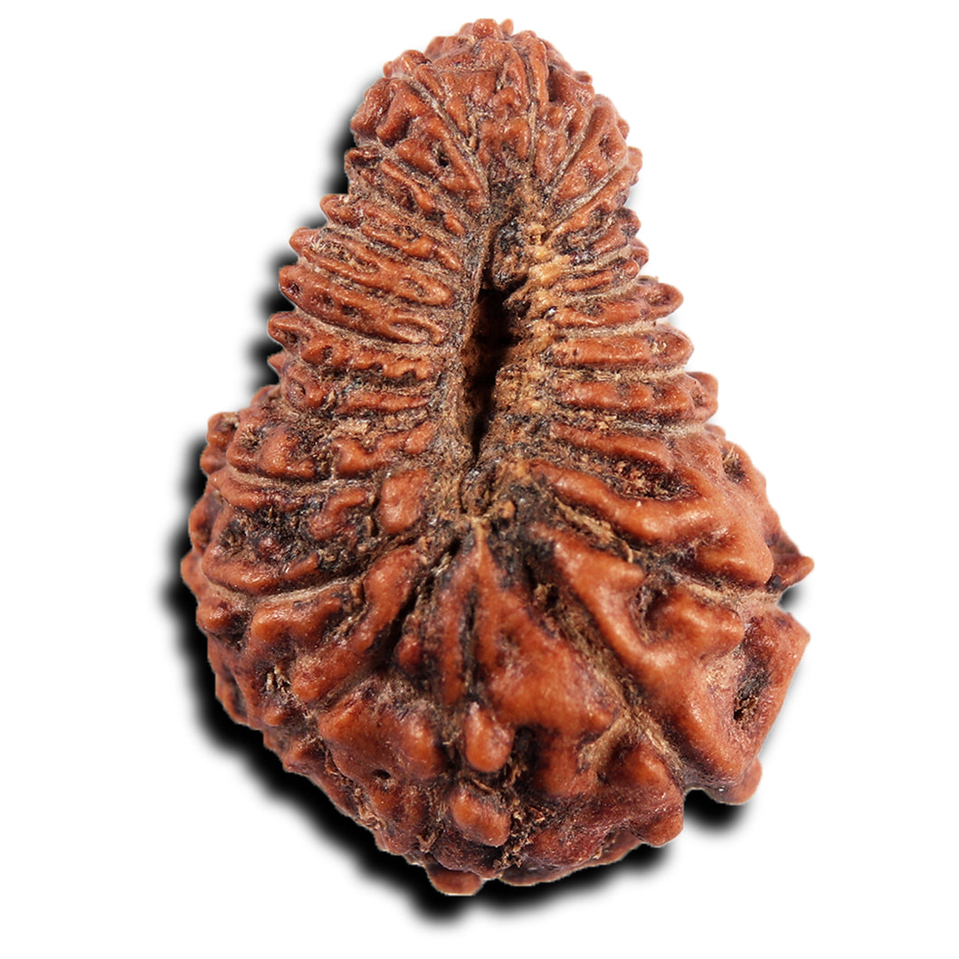 23 Mukhi Rudraksha from Indonesia