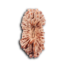 Load image into Gallery viewer, 24 Mukhi Rudraksha from Indonesia - Bead No. Y
