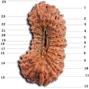 24 Mukhi Rudraksha from Indonesia