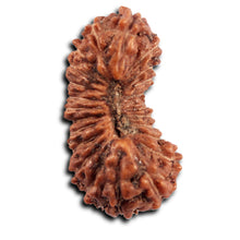 Load image into Gallery viewer, 24 Mukhi Rudraksha from Indonesia
