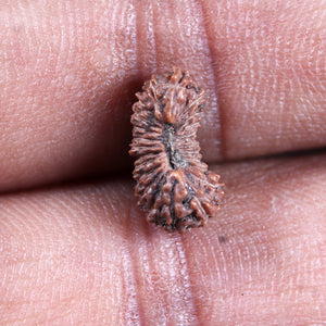 24 Mukhi Rudraksha from Indonesia