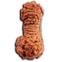 Load image into Gallery viewer, 24 Mukhi Rudraksha from Indonesia
