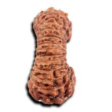 Load image into Gallery viewer, 24 Mukhi Rudraksha from Indonesia
