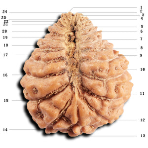 24 Mukhi Rudraksha from Indonesia