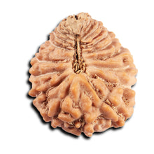 Load image into Gallery viewer, 24 Mukhi Rudraksha from Indonesia
