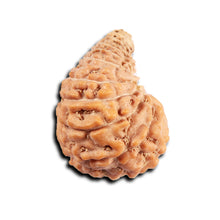 Load image into Gallery viewer, 24 Mukhi Rudraksha from Indonesia
