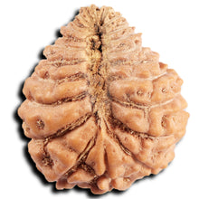 Load image into Gallery viewer, 24 Mukhi Rudraksha from Indonesia
