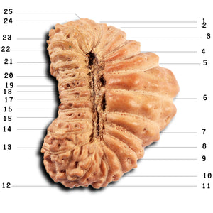 25 Mukhi Rudraksha from Indonesia