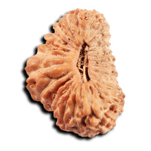 Load image into Gallery viewer, 25 Mukhi Rudraksha from Indonesia
