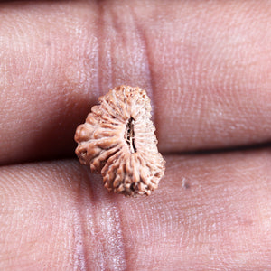 25 Mukhi Rudraksha from Indonesia