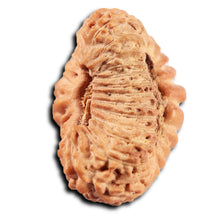 Load image into Gallery viewer, 25 Mukhi Rudraksha from Indonesia
