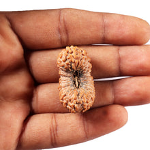 Load image into Gallery viewer, 26 Mukhi Rudraksha from Indonesia
