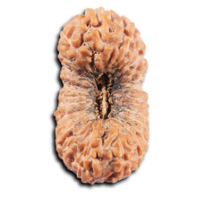 Load image into Gallery viewer, 26 Mukhi Rudraksha from Indonesia
