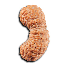 Load image into Gallery viewer, 26 Mukhi Rudraksha from Indonesia
