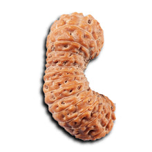 Load image into Gallery viewer, 26 Mukhi Rudraksha from Indonesia
