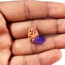 Load image into Gallery viewer, 2 Mukhi Rudraksha from Indonesia - Bead No. 213
