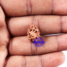 Load image into Gallery viewer, 2 Mukhi Rudraksha from Indonesia - Bead No. 217
