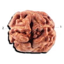 Load image into Gallery viewer, 2 Mukhi Rudraksha from Indonesia - Bead No. 218
