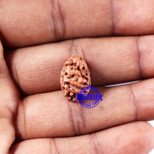 Load image into Gallery viewer, 2 Mukhi Rudraksha from Indonesia - Bead No. 218
