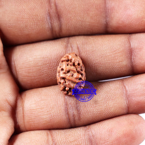 2 Mukhi Rudraksha from Indonesia - Bead No. 218