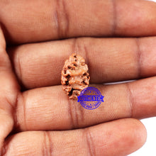 Load image into Gallery viewer, 2 Mukhi Rudraksha from Indonesia - Bead No. 219
