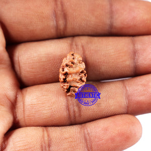 2 Mukhi Rudraksha from Indonesia - Bead No. 219