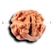 Load image into Gallery viewer, 2 Mukhi Rudraksha from Indonesia - Bead No. 220
