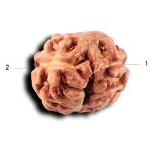 Load image into Gallery viewer, 2 Mukhi Rudraksha from Indonesia - Bead No. 221
