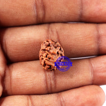 Load image into Gallery viewer, 2 Mukhi Rudraksha from Indonesia - Bead No. 221
