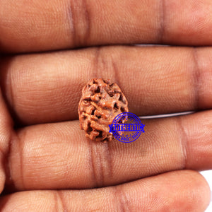 2 Mukhi Rudraksha from Indonesia - Bead No. 221