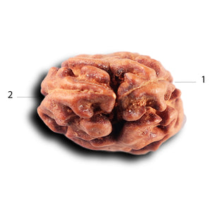 2 Mukhi Rudraksha from Indonesia - Bead No. 222