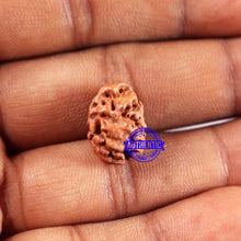 Load image into Gallery viewer, 2 Mukhi Rudraksha from Indonesia - Bead No. 222
