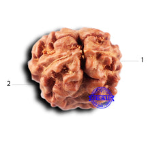 Load image into Gallery viewer, 2 Mukhi Rudraksha from Indonesia - Bead No. 224
