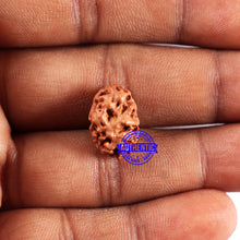 Load image into Gallery viewer, 2 Mukhi Rudraksha from Indonesia - Bead No. 224
