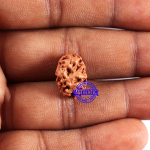 2 Mukhi Rudraksha from Indonesia - Bead No. 224