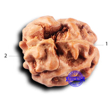 Load image into Gallery viewer, 2 Mukhi Rudraksha from Indonesia - Bead No. 225
