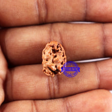 Load image into Gallery viewer, 2 Mukhi Rudraksha from Indonesia - Bead No. 225
