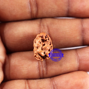 2 Mukhi Rudraksha from Indonesia - Bead No. 225