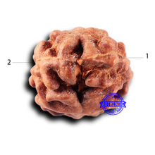 Load image into Gallery viewer, 2 Mukhi Rudraksha from Indonesia - Bead No. 226
