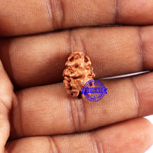 Load image into Gallery viewer, 2 Mukhi Rudraksha from Indonesia - Bead No. 226
