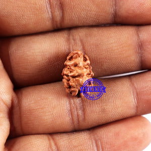 2 Mukhi Rudraksha from Indonesia - Bead No. 226