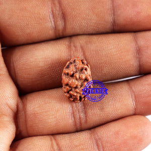 2 Mukhi Rudraksha from Indonesia - Bead No. 228