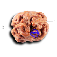 Load image into Gallery viewer, 2 Mukhi Rudraksha from Indonesia - Bead No. 229
