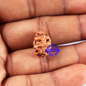 2 Mukhi Rudraksha from Indonesia - Bead No. 229