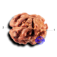 Load image into Gallery viewer, 2 Mukhi Rudraksha from Indonesia - Bead No. 231
